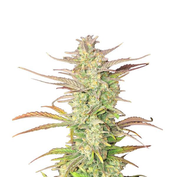 Z-Up Auto (FastBuds) feminizowane