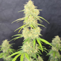 Z-Up Auto (FastBuds) feminizowane