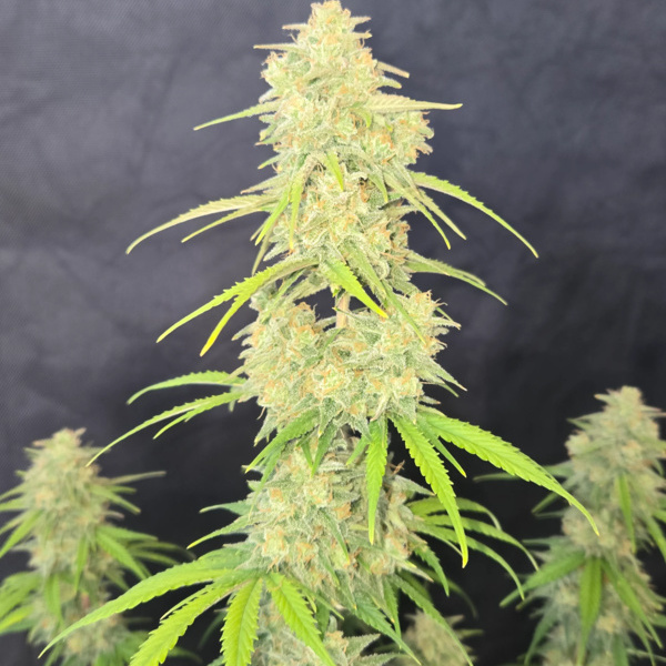 Z-Up Auto (FastBuds) feminizowane