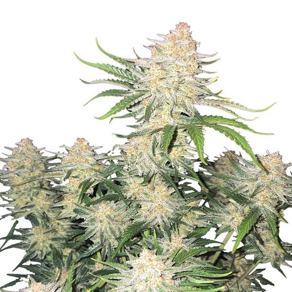 Frostbanger Automat (FastBuds) feminizowane