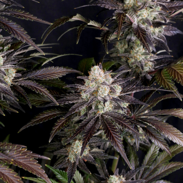 Frostbanger Automat (FastBuds) feminizowane