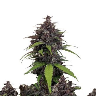 Purple Haze Automat (FastBuds) feminizowane