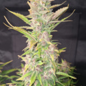 Purple Haze Automat (FastBuds) feminizowane