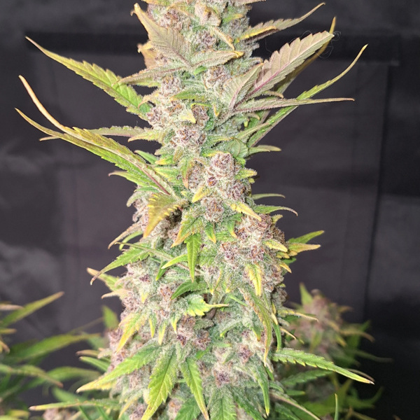 Purple Haze Automat (FastBuds) feminizowane