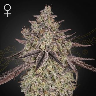 Skywalker Automat (Greenhouse Seeds) feminizowane
