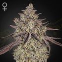 Skywalker Automat (Greenhouse Seeds) feminizowane