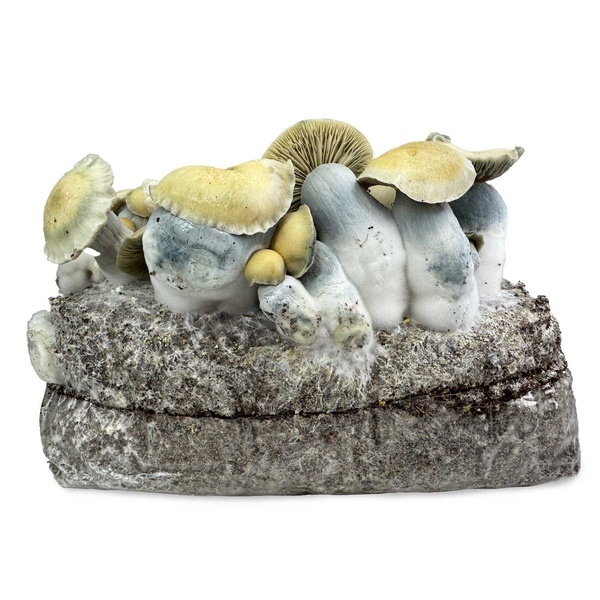 Torba Zamnesia Ready-2-Grow „Bluey Vuitton”