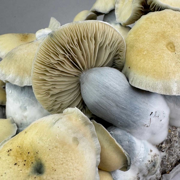 Torba Zamnesia Ready-2-Grow „Bluey Vuitton”