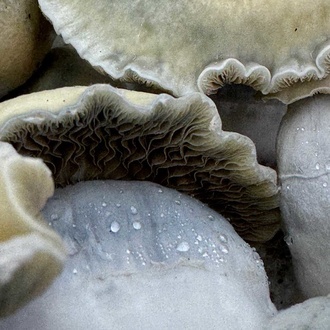 Torba Zamnesia Ready-2-Grow „Bluey Vuitton”