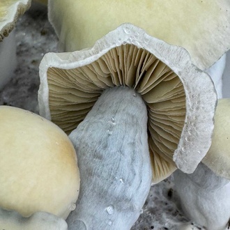 Torba Zamnesia Ready-2-Grow „Bluey Vuitton”