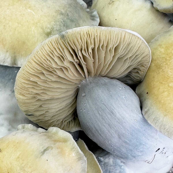 Torba Zamnesia Ready-2-Grow „Bluey Vuitton”