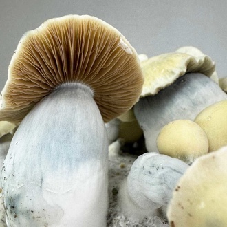 Torba Zamnesia Ready-2-Grow „Bluey Vuitton”