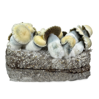 Torba Zamnesia Ready-2-Grow „Bluey Vuitton”