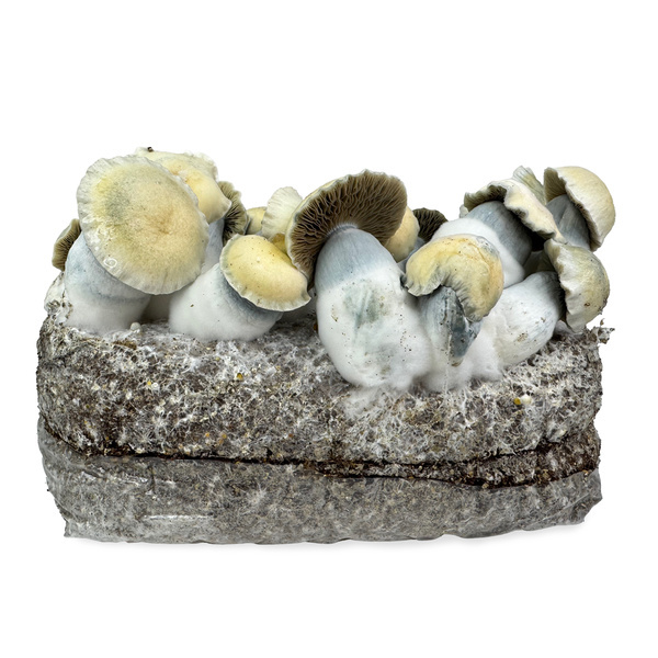 Torba Zamnesia Ready-2-Grow „Bluey Vuitton”