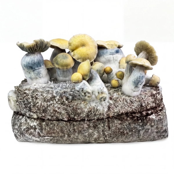 Torba Zamnesia Ready-2-Grow „Bluey Vuitton”