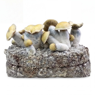 Torba Zamnesia Ready-2-Grow „Bluey Vuitton”