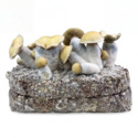 Torba Zamnesia Ready-2-Grow „Bluey Vuitton”