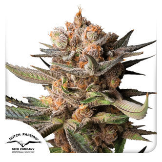 Auto Frozen Biscotti (Dutch Passion) feminizowane