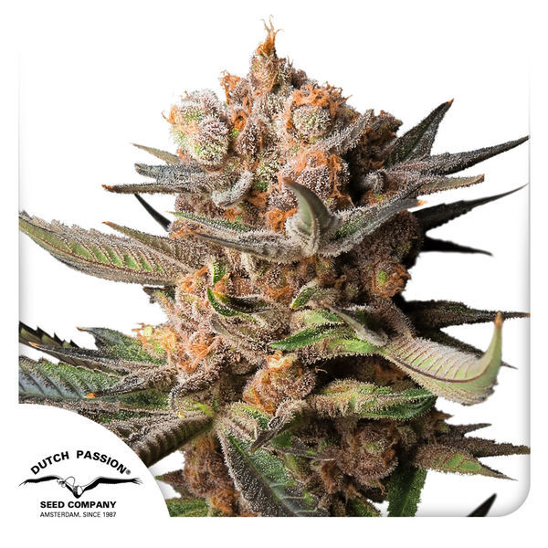 Auto Frozen Biscotti (Dutch Passion) feminizowane