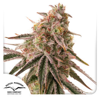 Frozen Biscotti (Dutch Passion) feminizowane