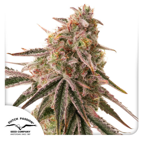 Frozen Biscotti (Dutch Passion) feminizowane