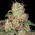 Auto Collection Pack 2 (Paradise Seeds) nasiona marihuany feminizowane