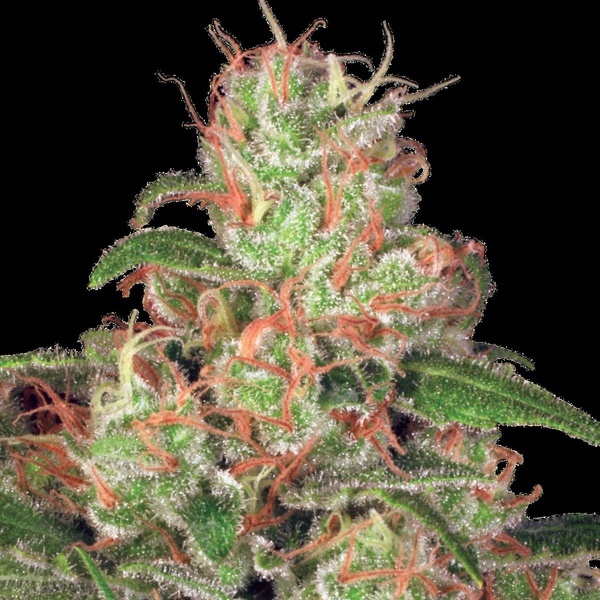 Auto Collection Pack 2 (Paradise Seeds) nasiona marihuany feminizowane