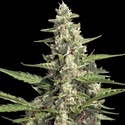 Auto Collection Pack 2 (Paradise Seeds) nasiona marihuany feminizowane