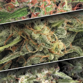 Auto Collection Pack 2 (Paradise Seeds) nasiona marihuany feminizowane