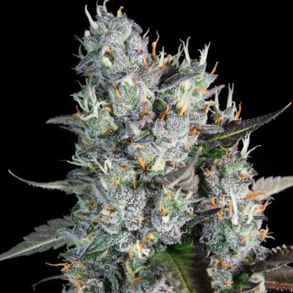 Red Velvet Automat (Paradise Seeds) feminizowane