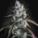Red Velvet Automat (Paradise Seeds) feminizowane