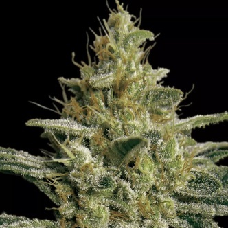 Allkush (Paradise Seeds) nasiona marihuany feminizowane