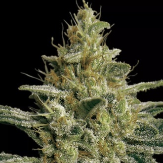 Allkush (Paradise Seeds) nasiona marihuany feminizowane