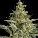 Allkush (Paradise Seeds) nasiona marihuany feminizowane