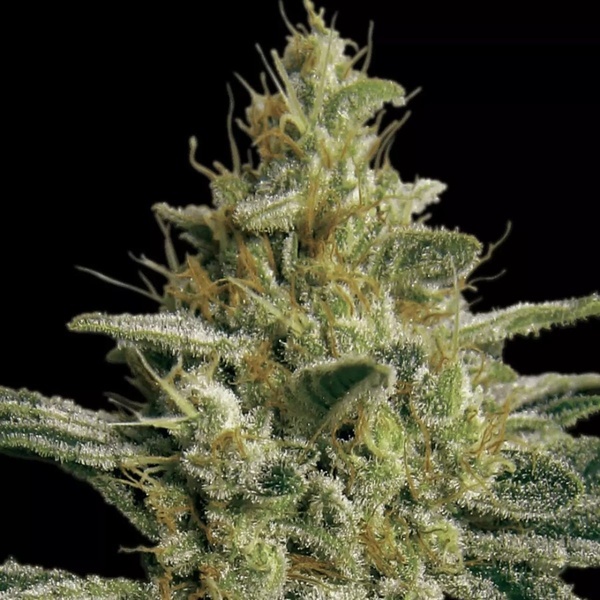 Allkush (Paradise Seeds) nasiona marihuany feminizowane