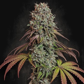 Blue Gem (Paradise Seeds) feminizowane