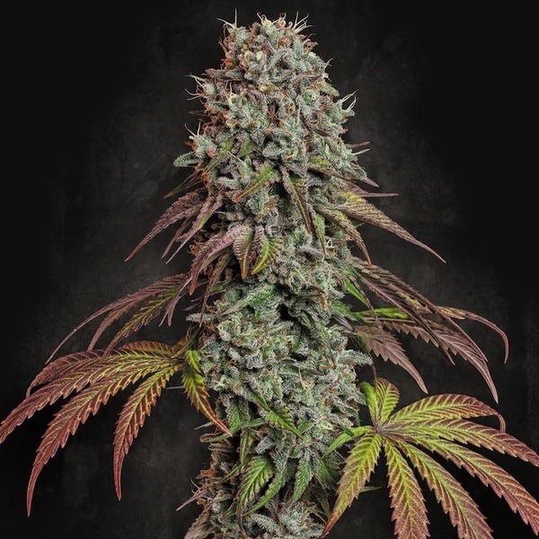 Blue Gem (Paradise Seeds) feminizowane