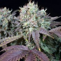 Blue Gem (Paradise Seeds) feminizowane