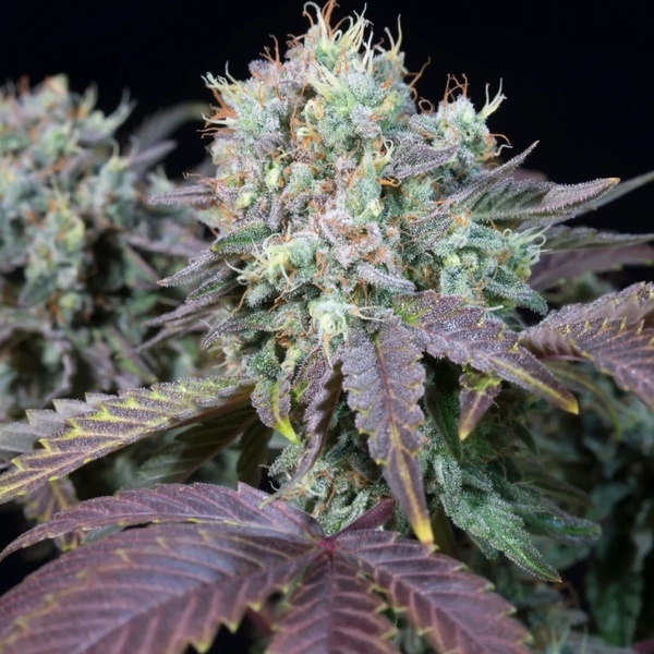 Blue Gem (Paradise Seeds) feminizowane