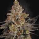 Chocolate Wafflez (Paradise Seeds) feminizowane