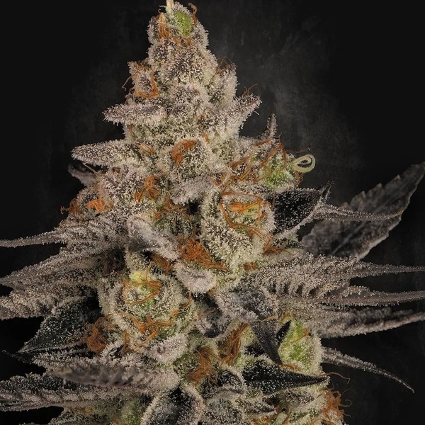 Chocolate Wafflez (Paradise Seeds) feminizowane