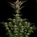 Chocolate Wafflez (Paradise Seeds) feminizowane