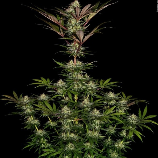 Chocolate Wafflez (Paradise Seeds) feminizowane