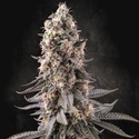 El Dorado OG (Paradise Seeds) nasiona marihuany feminizowane