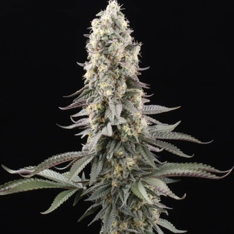 El Dorado OG (Paradise Seeds) nasiona marihuany feminizowane