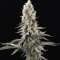 El Dorado OG (Paradise Seeds) nasiona marihuany feminizowane