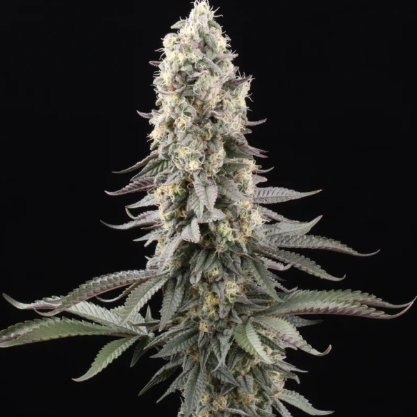 El Dorado OG (Paradise Seeds) nasiona marihuany feminizowane