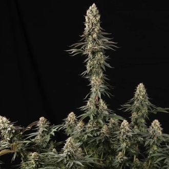El Dorado OG (Paradise Seeds) nasiona marihuany feminizowane