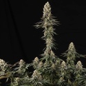 El Dorado OG (Paradise Seeds) nasiona marihuany feminizowane
