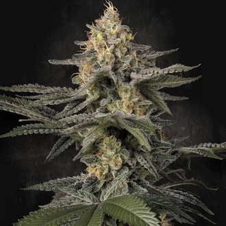 Glowstarz (Paradise Seeds) feminizowane
